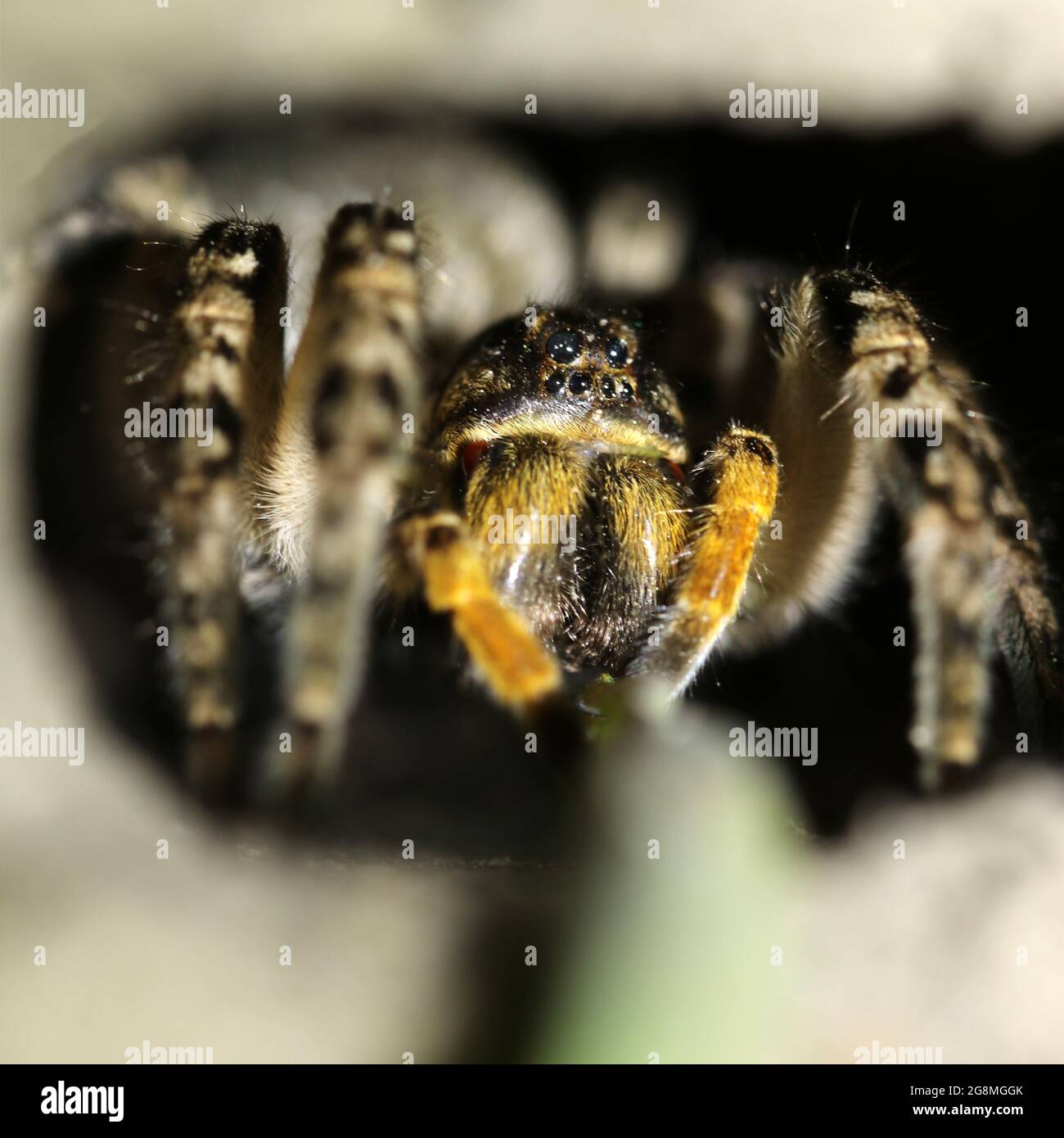 Ragno lupo, Tarantula (Lycosa singoriensis) nella sua abitazione. Tarantula in un buco. Foto Stock