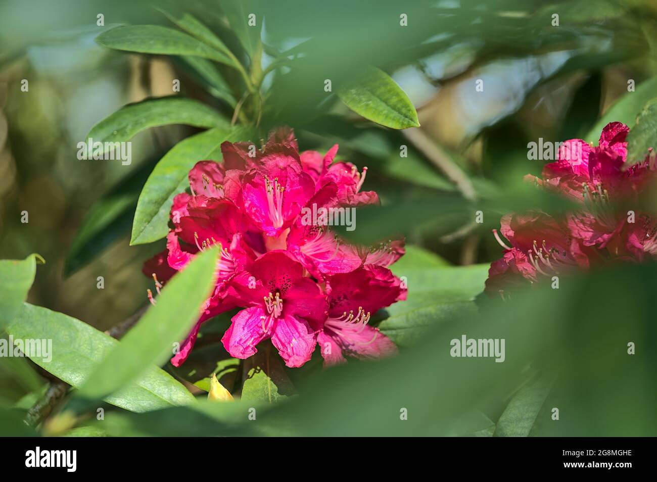 Bella vista closeup di primavera rosa rododendro selvaggio fiori in fiore con foglie verde scuro, Howth Rhodendron Gardens, Dublino, Irlanda Foto Stock