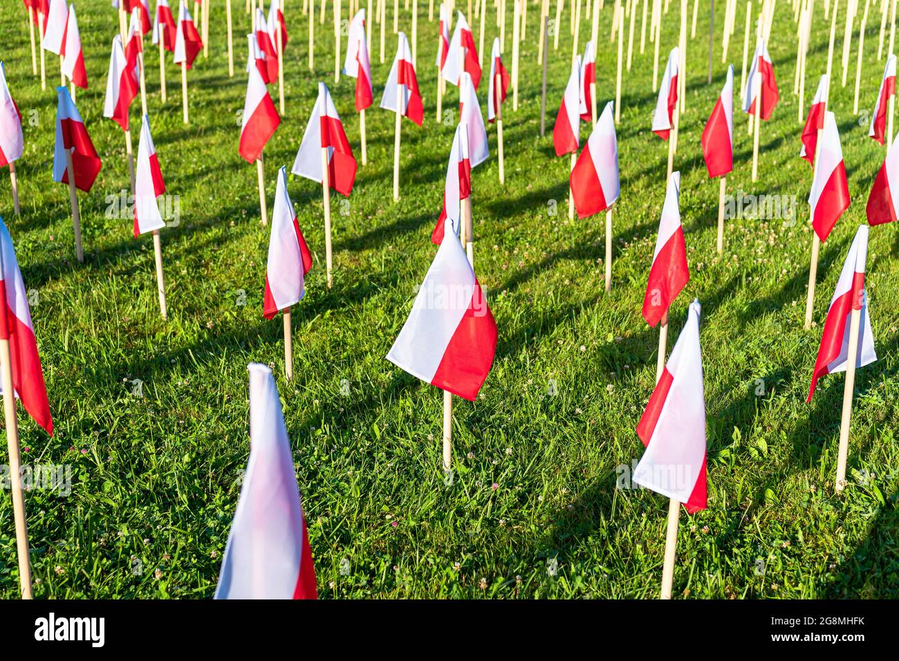 File di bandiere di polacco che si erigono su un'erba verde al sole della mattina. Foto Stock