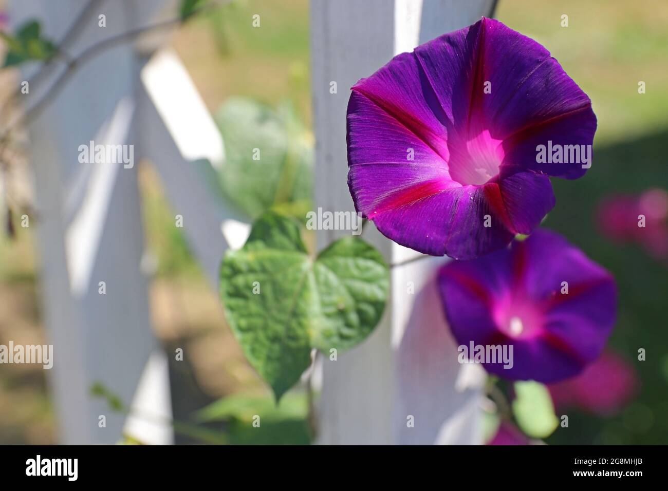 Fiore di gloria di mattina viola scuro. Ipomoea batata. Design paesaggistico. Messa a fuoco selettiva. Foto Stock