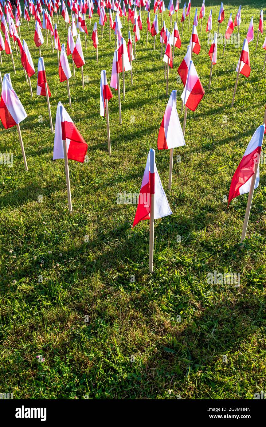 File di bandiere di polacco che si erigono su un'erba verde al sole della mattina. Foto Stock