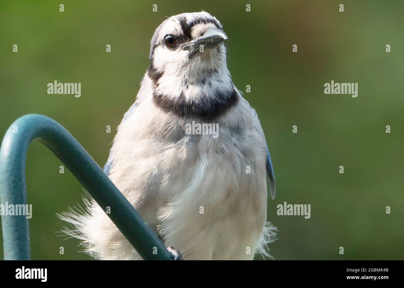 Bluejay perches sulla recinzione del cortile Foto Stock