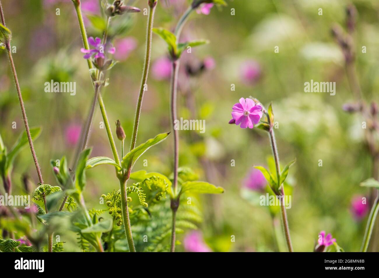 Red campion (Silene dioica) in un Hedgerow Pembrokeshire Foto Stock