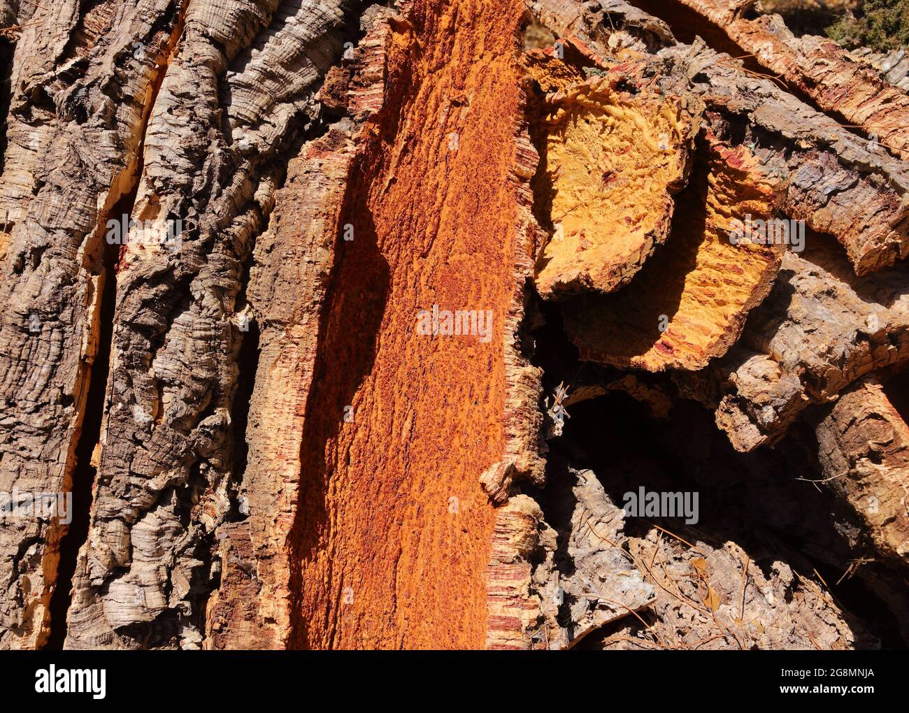 Portogallo, regione dell'Alentejo. Appena raccolto corteccia di quercia di sughero che asciuga al sole. (Sughero non trattato) risorse naturali e sostenibili. Messa a fuoco superficiale Foto Stock