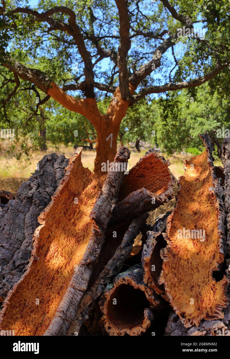 Raccolta Della Corteccia Del Sughero Fotografia Stock - Immagine di  industria, albero: 33546102