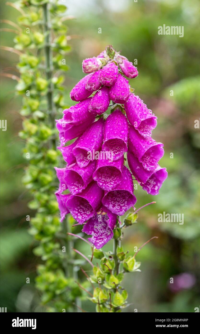 Il Foxglove di fiori selvatici / Digitalis in un hedgerow gallese Foto Stock