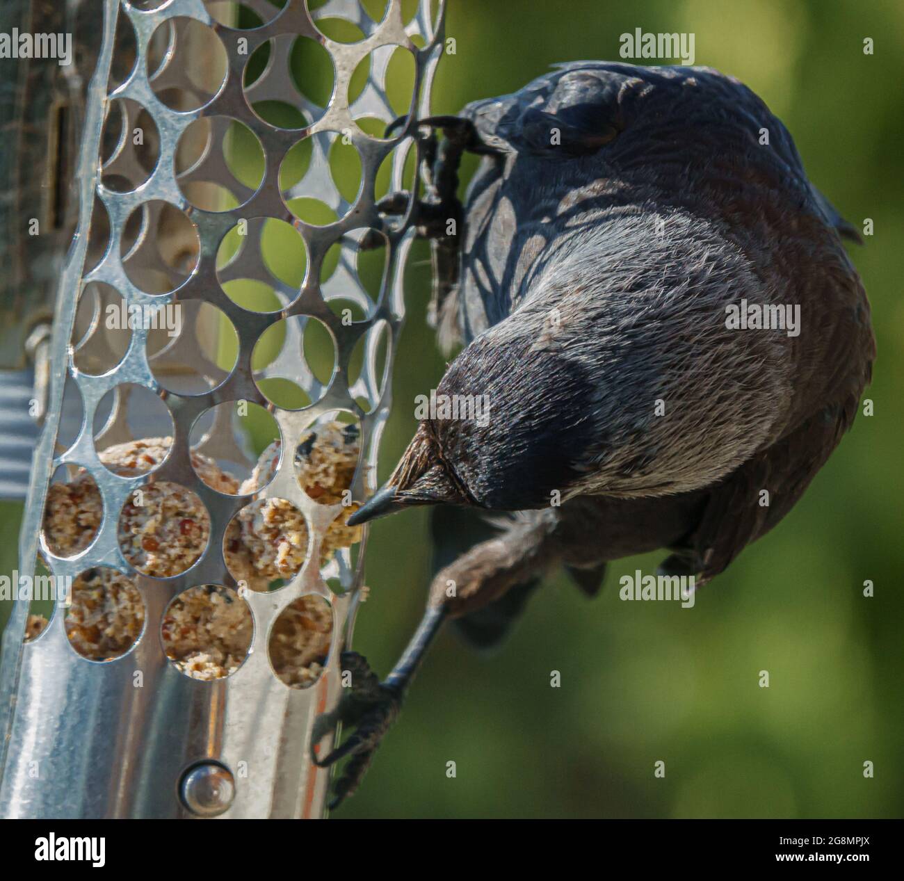 Primo piano di un Jackdaw (Corvus monidula) che si alimenta con la palla di grasso dall'alimentatore di uccelli Foto Stock