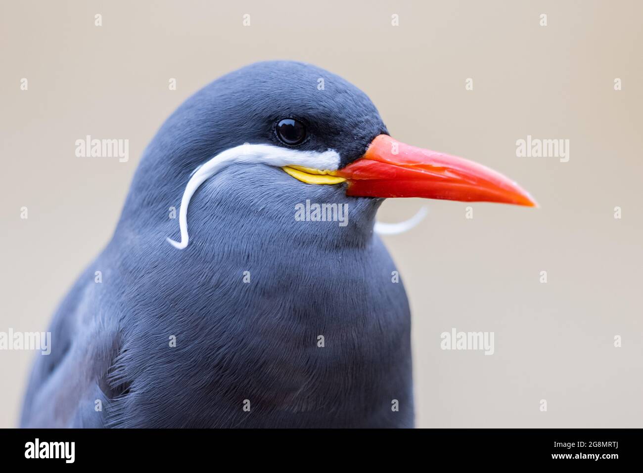Ritratto di un Tern Inca Foto Stock