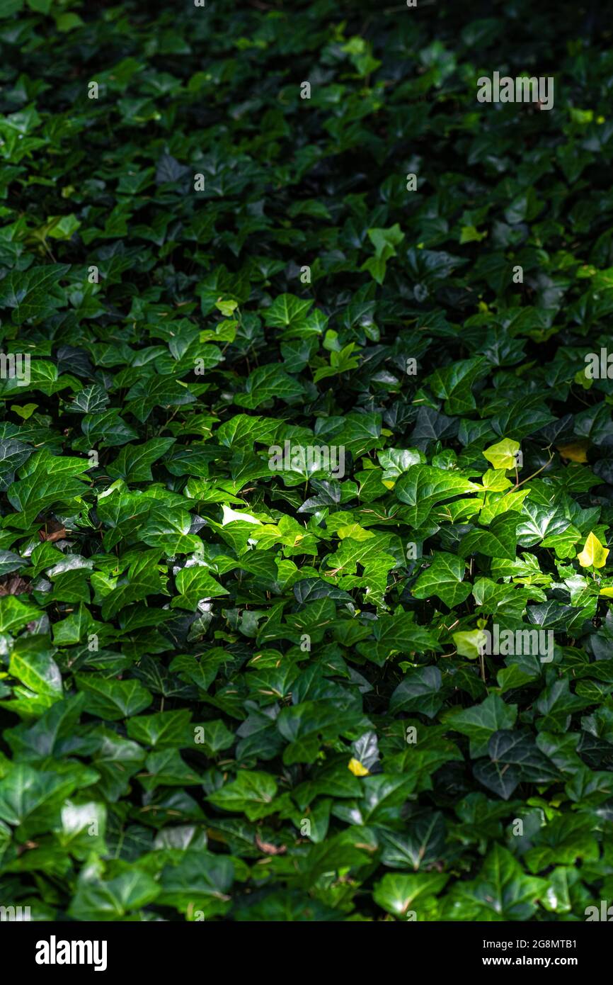 Foglie di piante di Efeu (Hedera Helix) Foto Stock