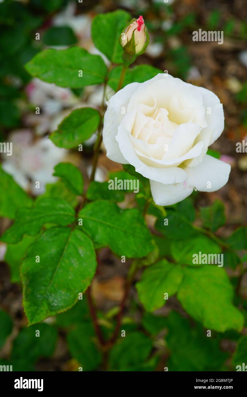 White Queen Elizabeth rosa fiore che cresce nel giardino Foto Stock