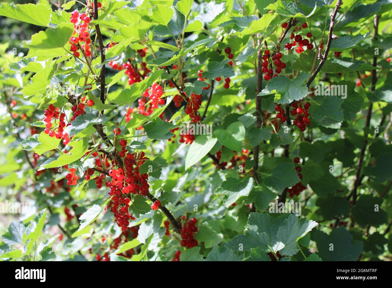 Grappoli di ribes rosso maturo su un bush di ribes Foto Stock