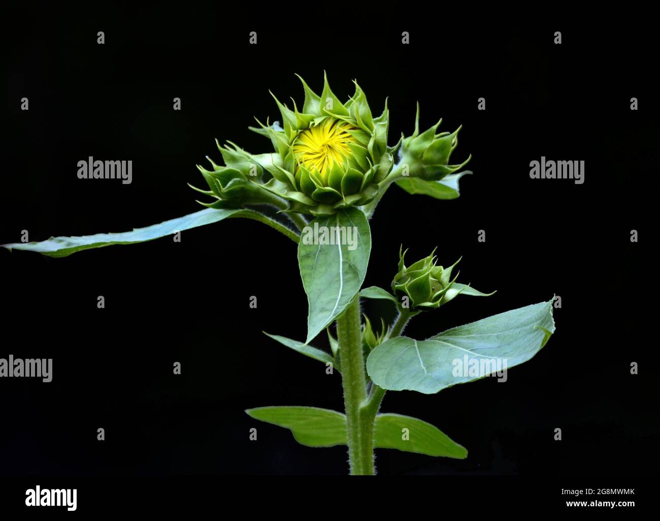 girasole gemma in procinto di aprire Foto Stock