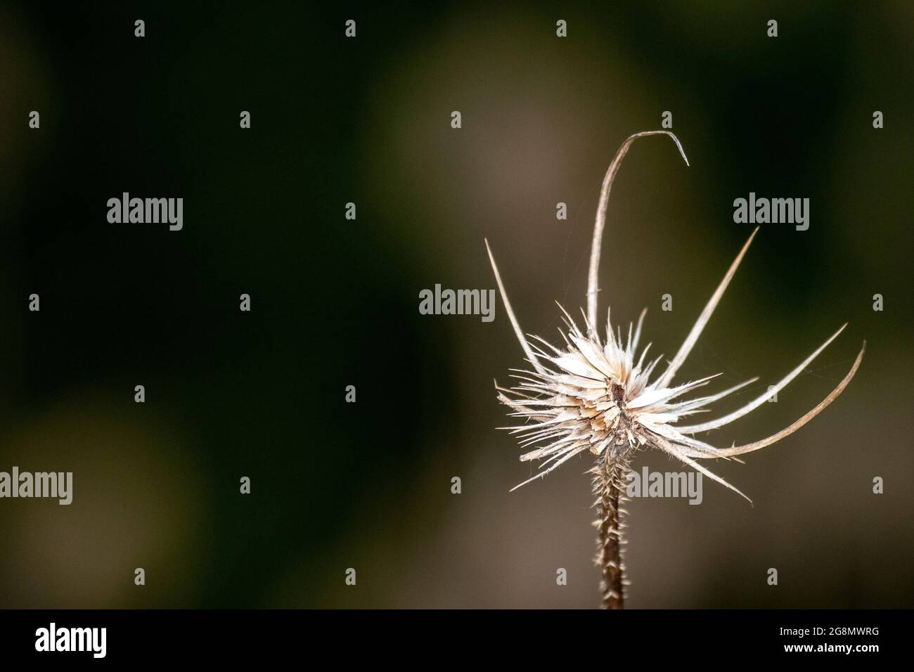 Resti di testa di semi di teasel essiccato (Dipsacus fullonum) Foto Stock
