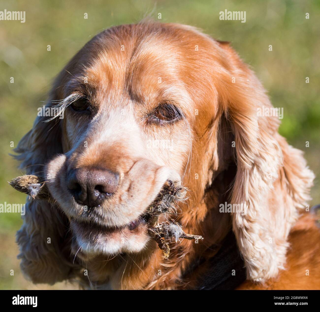 Sprocker che tiene i resti della gamba di coniglio nella sua bocca Foto Stock