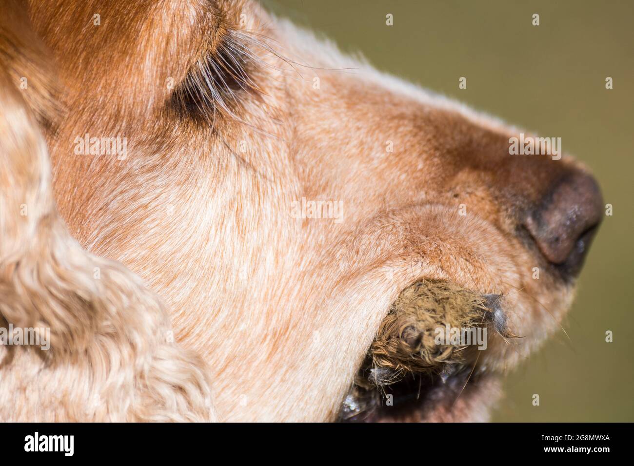 Sprocker che tiene i resti della gamba di coniglio nella sua bocca Foto Stock