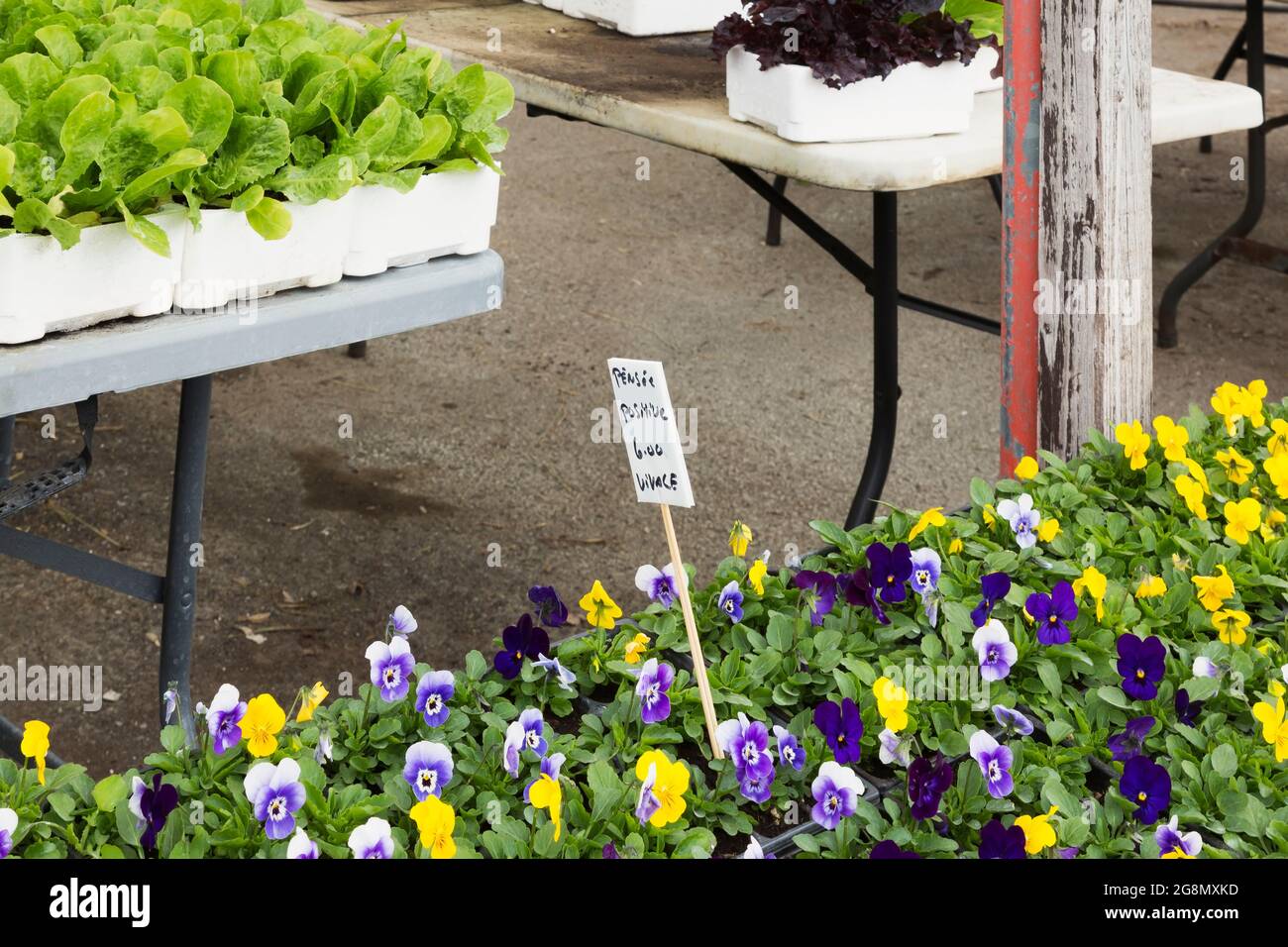 Cartello in lingua francese scritto a mano con pennarello nero per viola giallo, blu e viola - fiori viola in vendita per sei dollari presso un fioraio Foto Stock