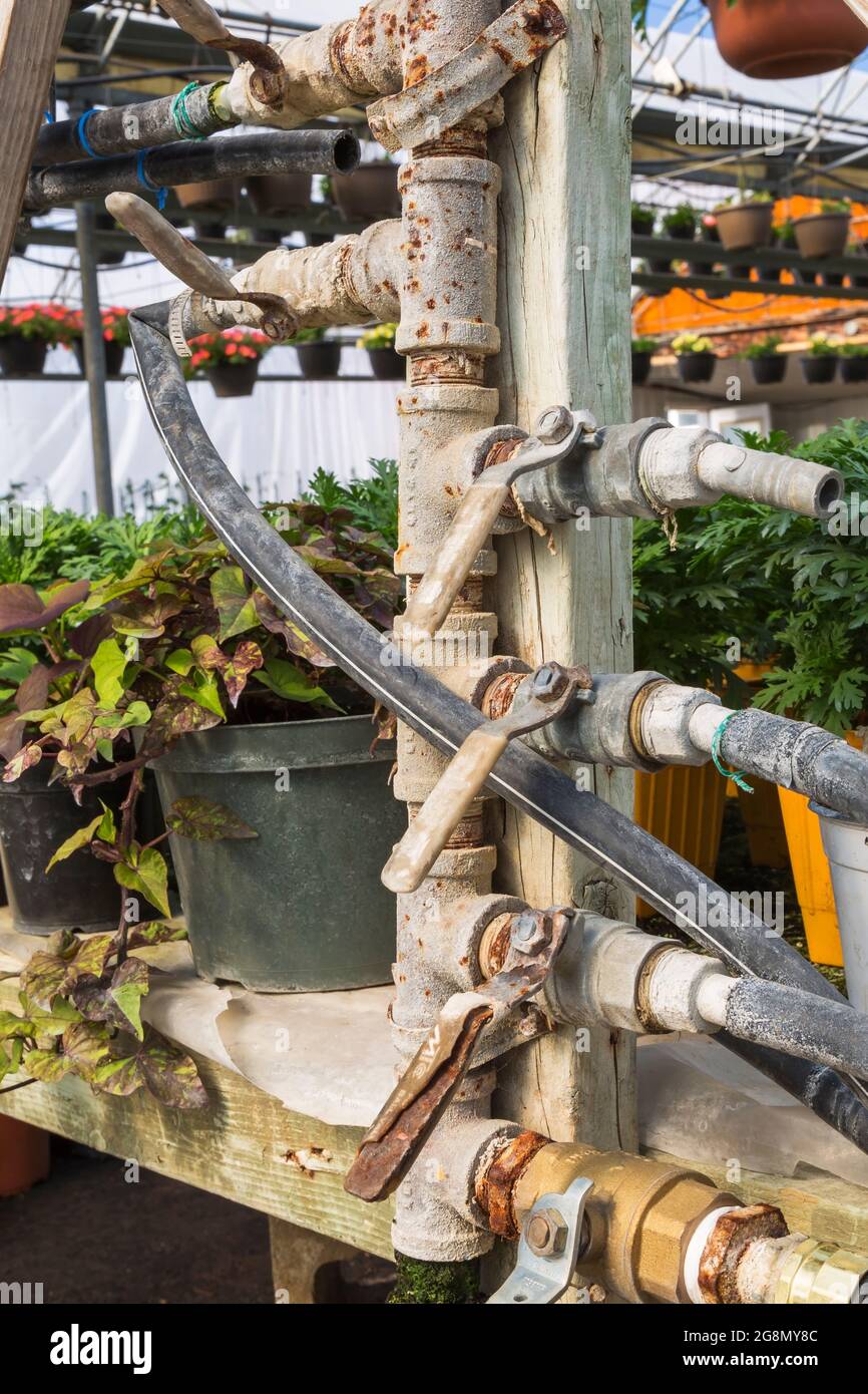 Rete interconnessa di tubi flessibili in gomma e valvole per innaffiare gli impianti all'interno di una serra. Foto Stock