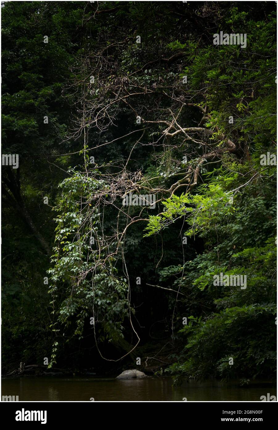 Colpo verticale di rami di albero coperti in congedo verde Foto Stock