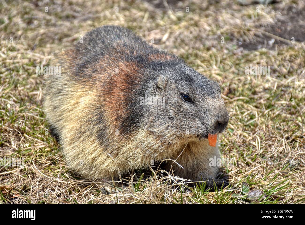 Murmeltier, Murmeltiere, Mankei, Munggen, Nagetier, Erdhörnchen, Marmotini, Murmel, Alpenmurmeltier, fressen, Futter, Fame, Winterspeck, Winterschla Foto Stock