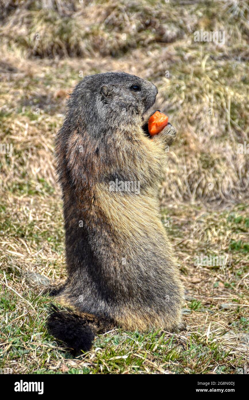 Murmeltier, Murmeltiere, Mankei, Munggen, Nagetier, Erdhörnchen, Marmotini, Murmel, Alpenmurmeltier, fressen, Futter, Fame, Winterspeck, Winterschla Foto Stock