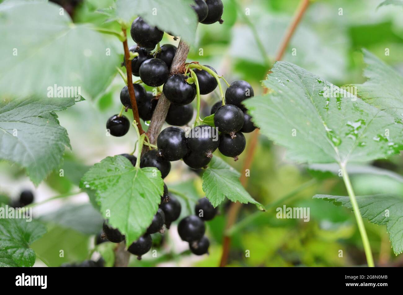 Ramificazione con bacche di ribes nero su sfondo di foglie verdi, fuoco selettivo. Concetto di giardinaggio biologico. Foto Stock