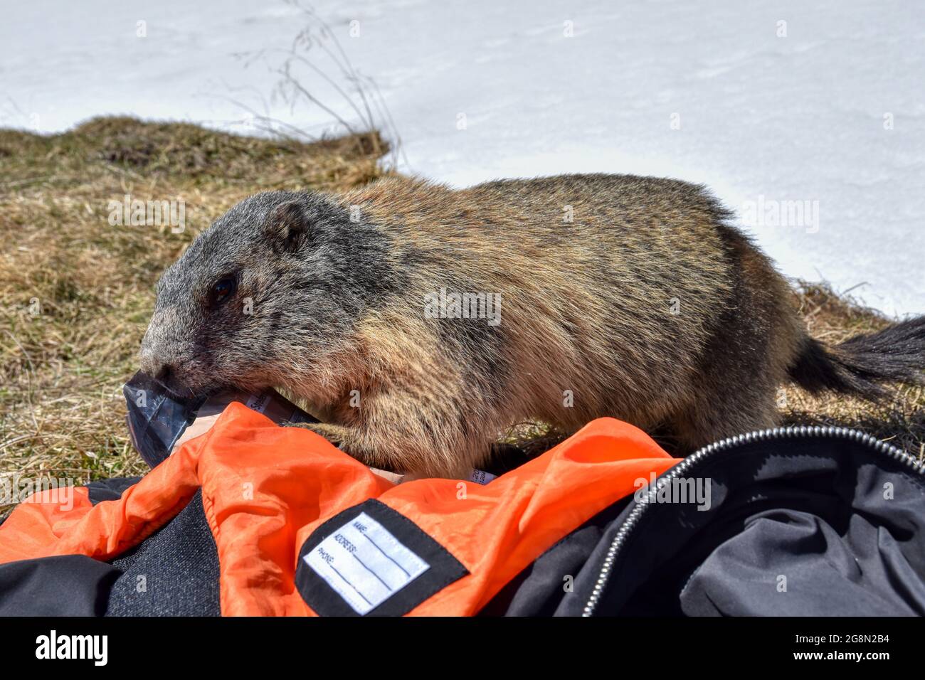 rucksack marmot