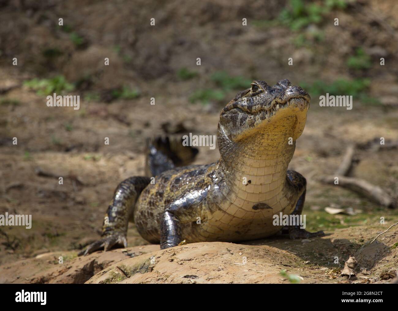 Closeup di Black Caiman (Melanosuchus niger) sulla riva del fiume guardando la fotocamera Pampas del Yacuma, Bolivia. Foto Stock