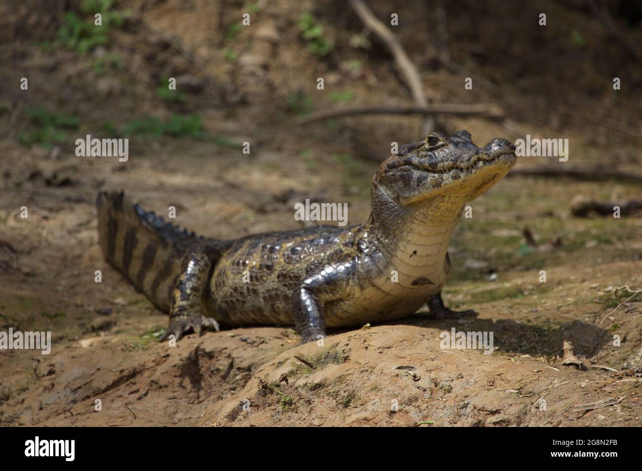 Closeup di Black Caiman (Melanosuchus niger) testa fissando alla fotocamera Pampas del Yacuma, Bolivia. Foto Stock