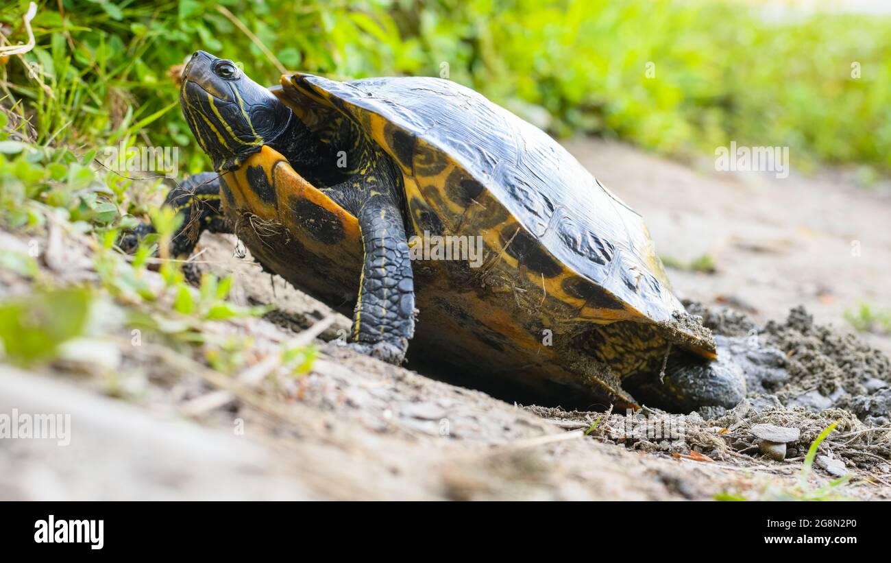 Una tartaruga rossa si eleva con le gambe anteriori mentre scava una cavità di nido con i suoi piedi posteriori in una King County, lago di Washington Foto Stock