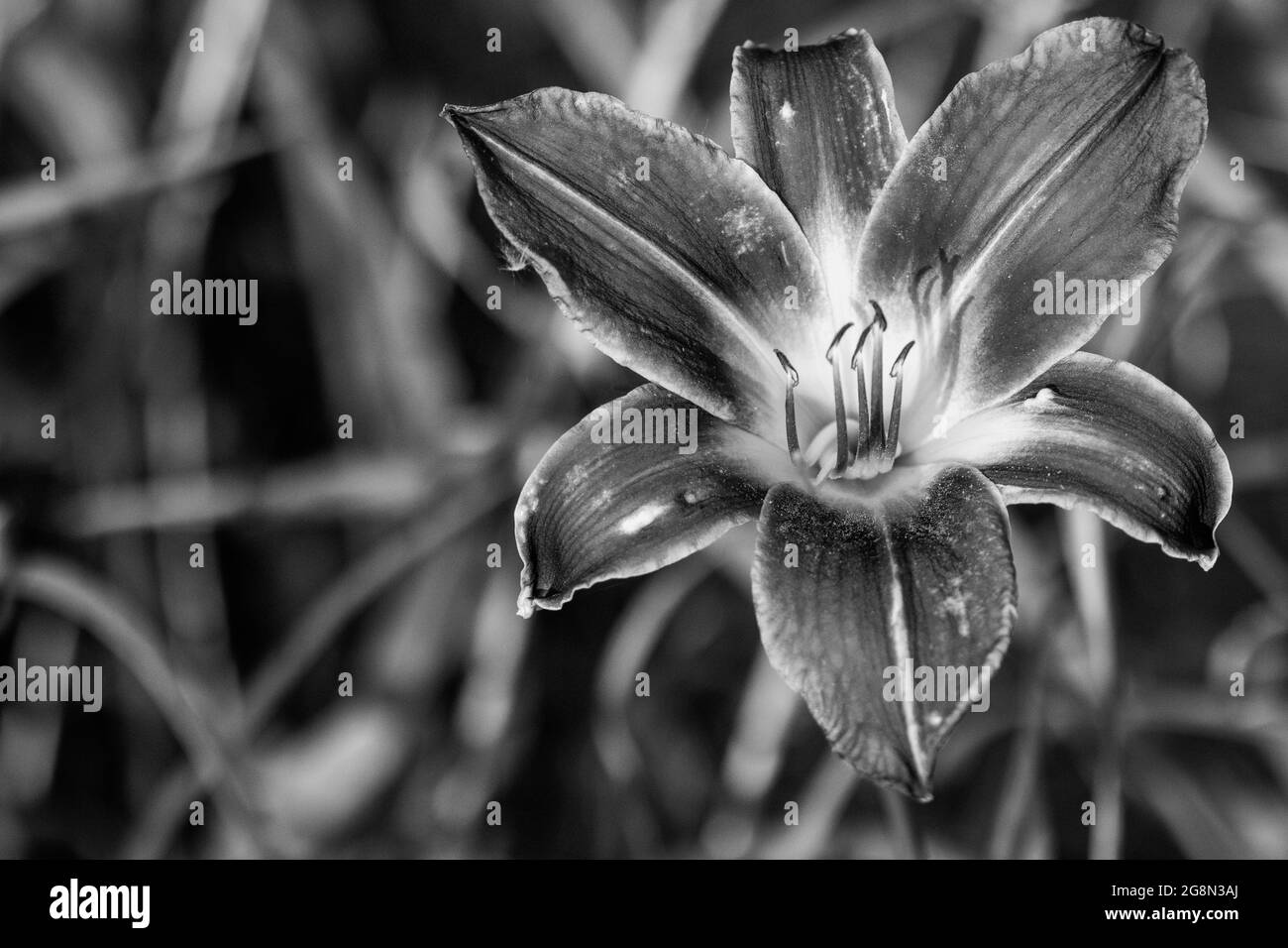 Primo piano di piena fioritura gigli giorno in bianco e nero foto. Foto di alta qualità Foto Stock