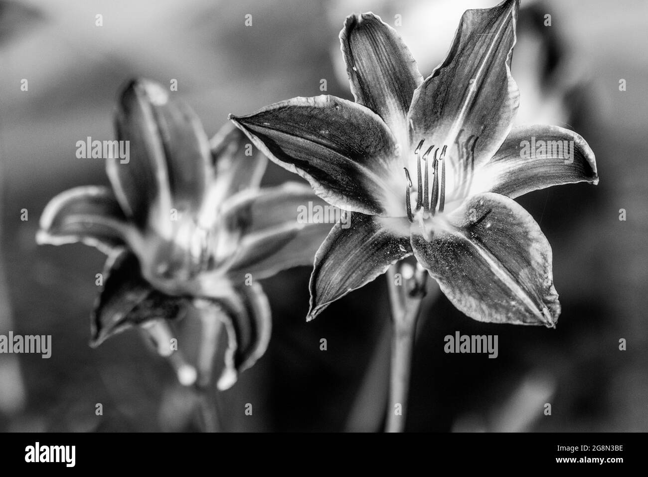 Primo piano di piena fioritura gigli giorno in bianco e nero foto. Foto di alta qualità Foto Stock