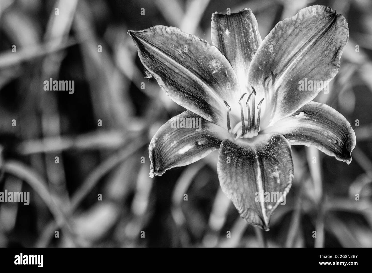 Primo piano di piena fioritura gigli giorno in bianco e nero foto. Foto di alta qualità Foto Stock