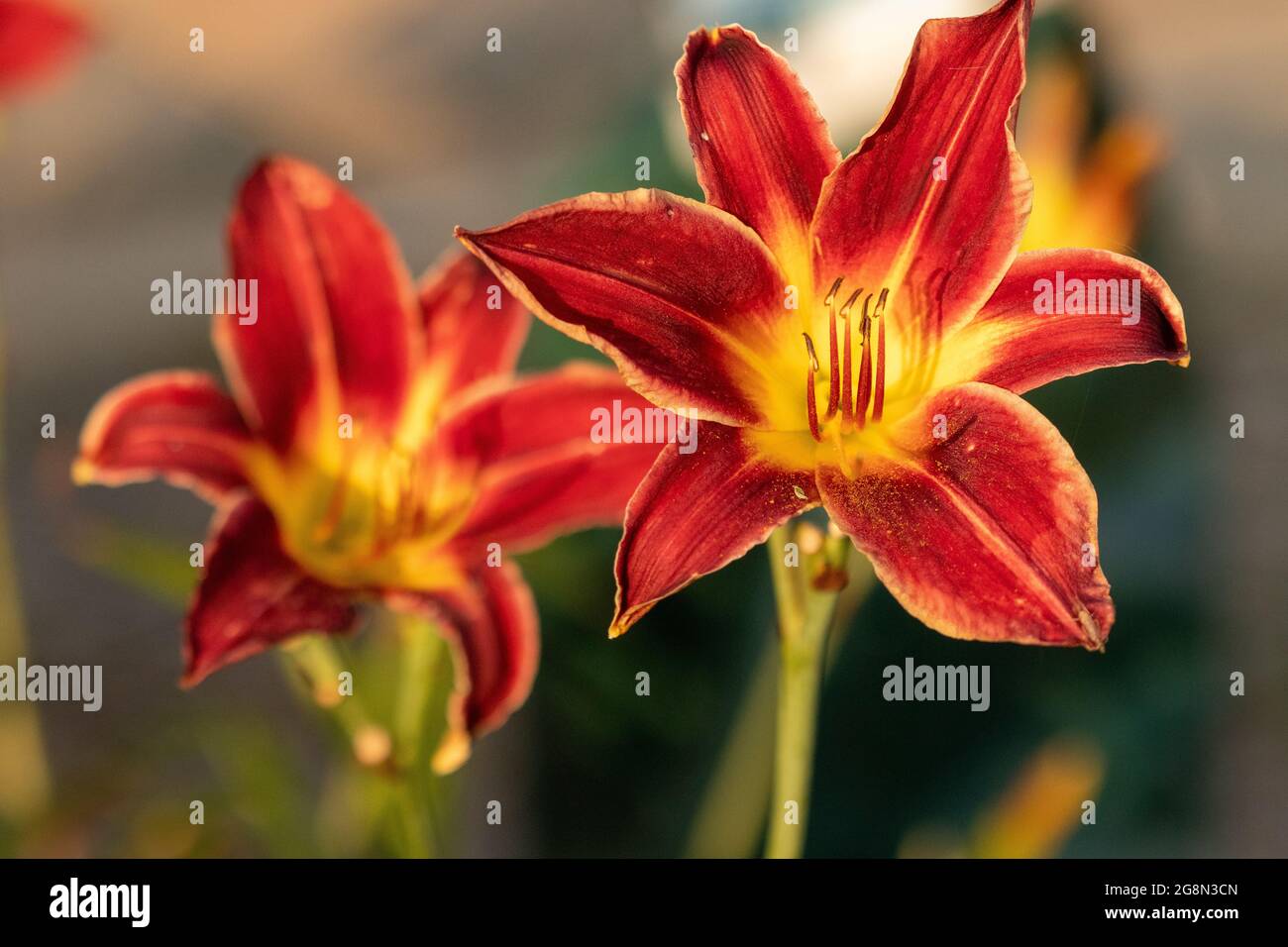 Primo piano di pieno fiore giorno gigli rosa arancio . Foto di alta qualità Foto Stock