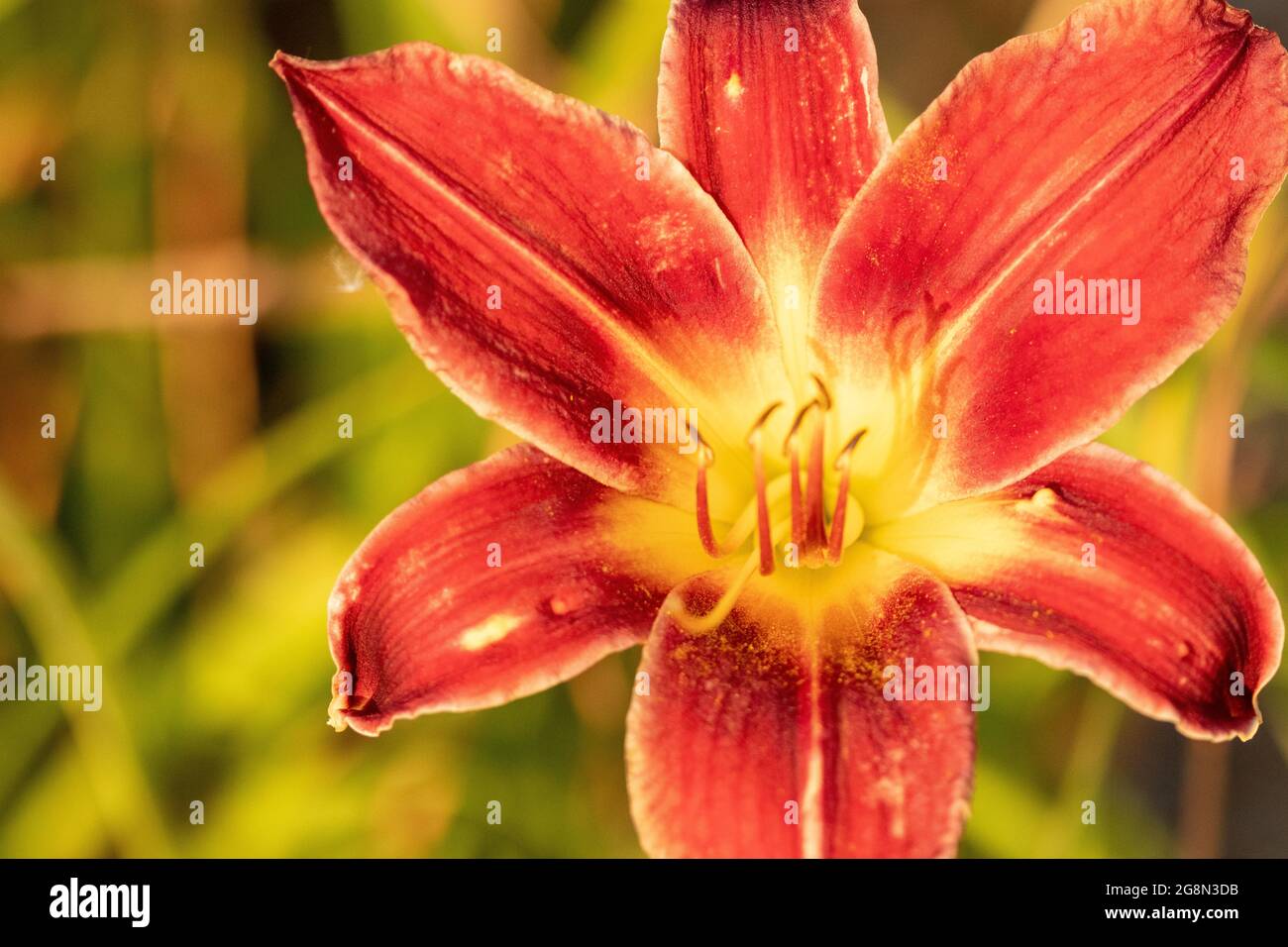 Primo piano di pieno fiore giorno gigli rosa arancio . Foto di alta qualità Foto Stock