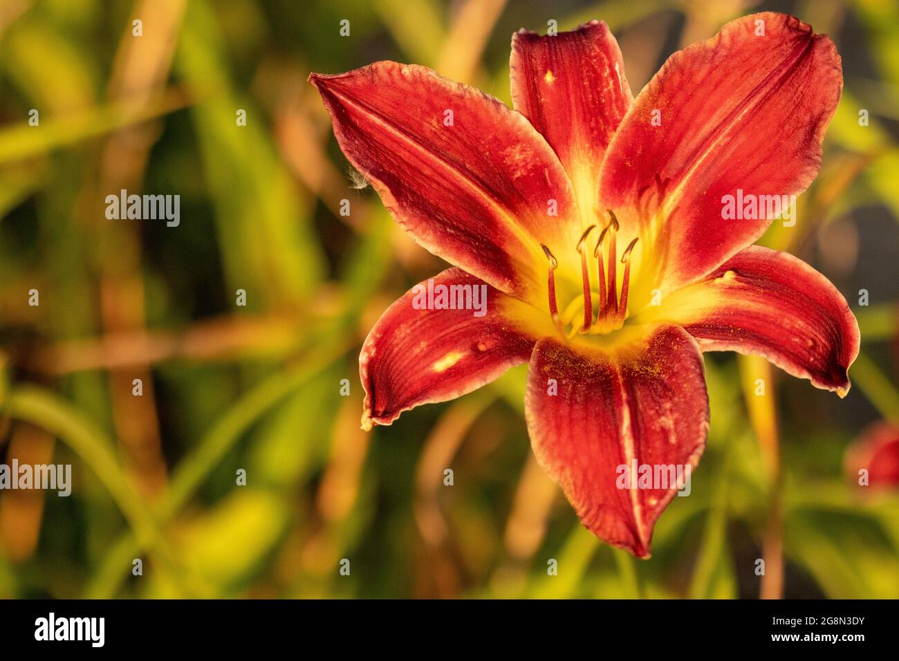 Primo piano di pieno fiore giorno gigli rosa arancio . Foto di alta qualità Foto Stock