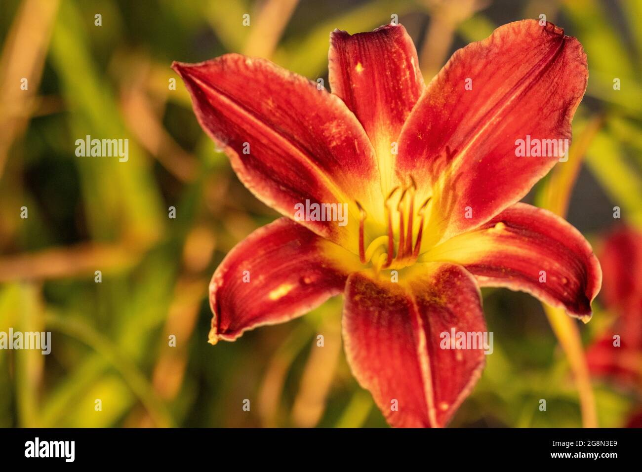Primo piano di pieno fiore giorno gigli rosa arancio . Foto di alta qualità Foto Stock