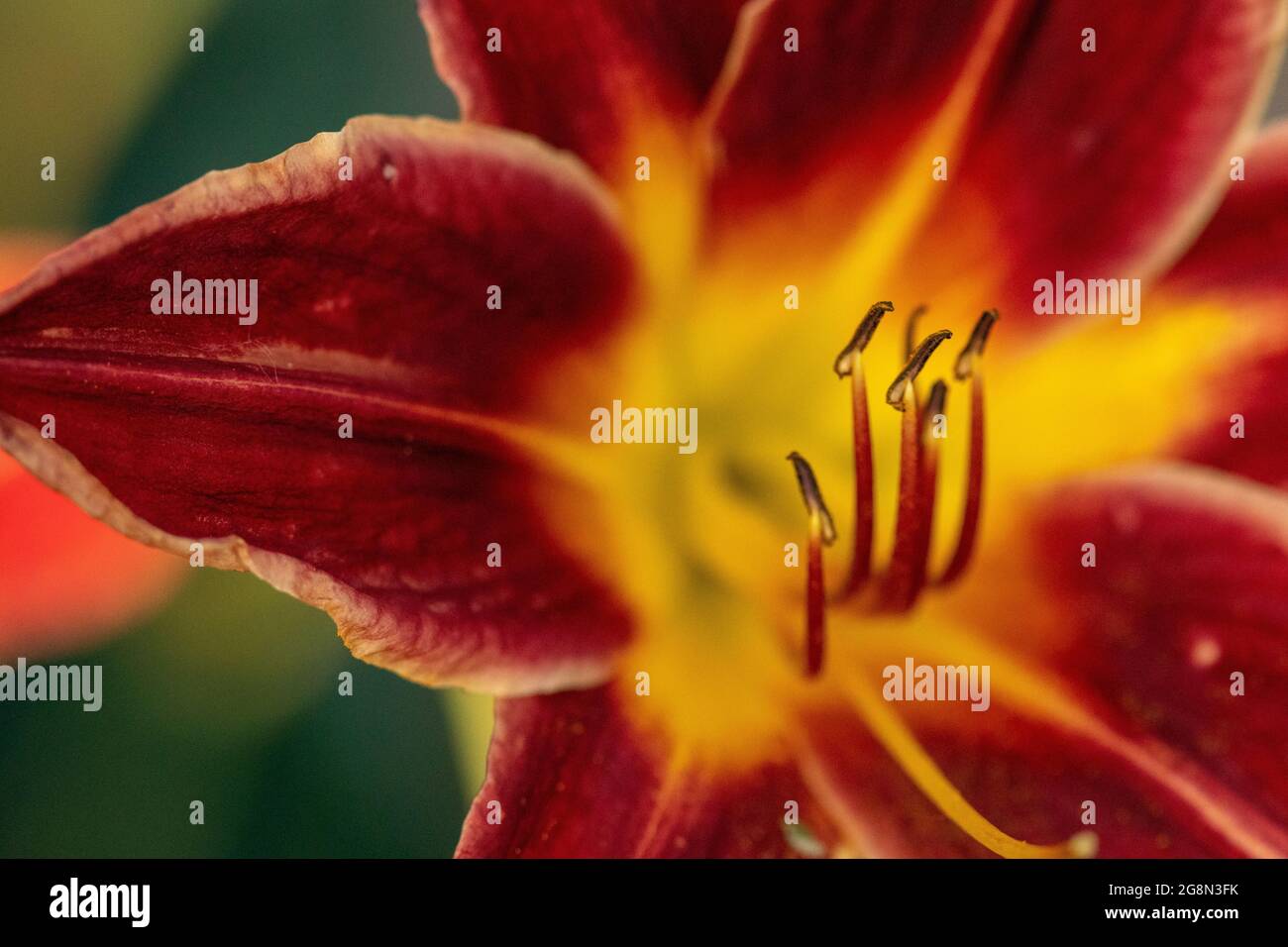 Primo piano di pieno fiore giorno gigli rosa arancio . Foto di alta qualità Foto Stock