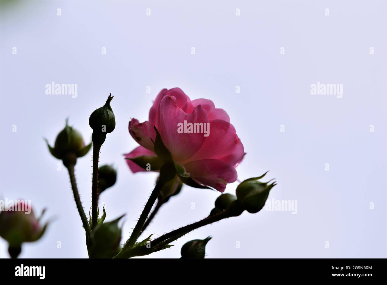 Primo piano di rosa fiore sul cespuglio Foto Stock
