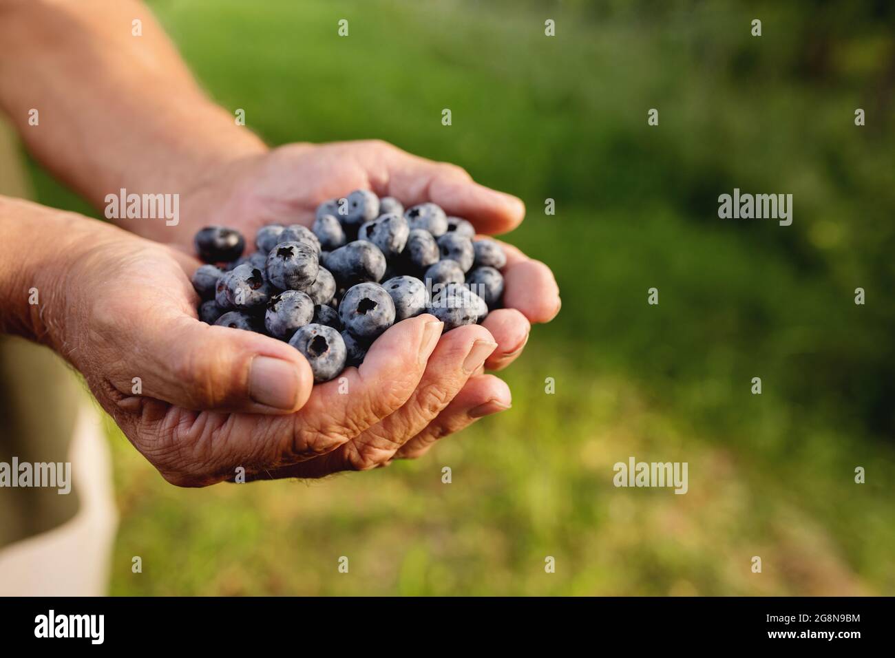 Mani dell'uomo anziano che tengono un mucchio di mirtillo coltivato fresco Foto Stock