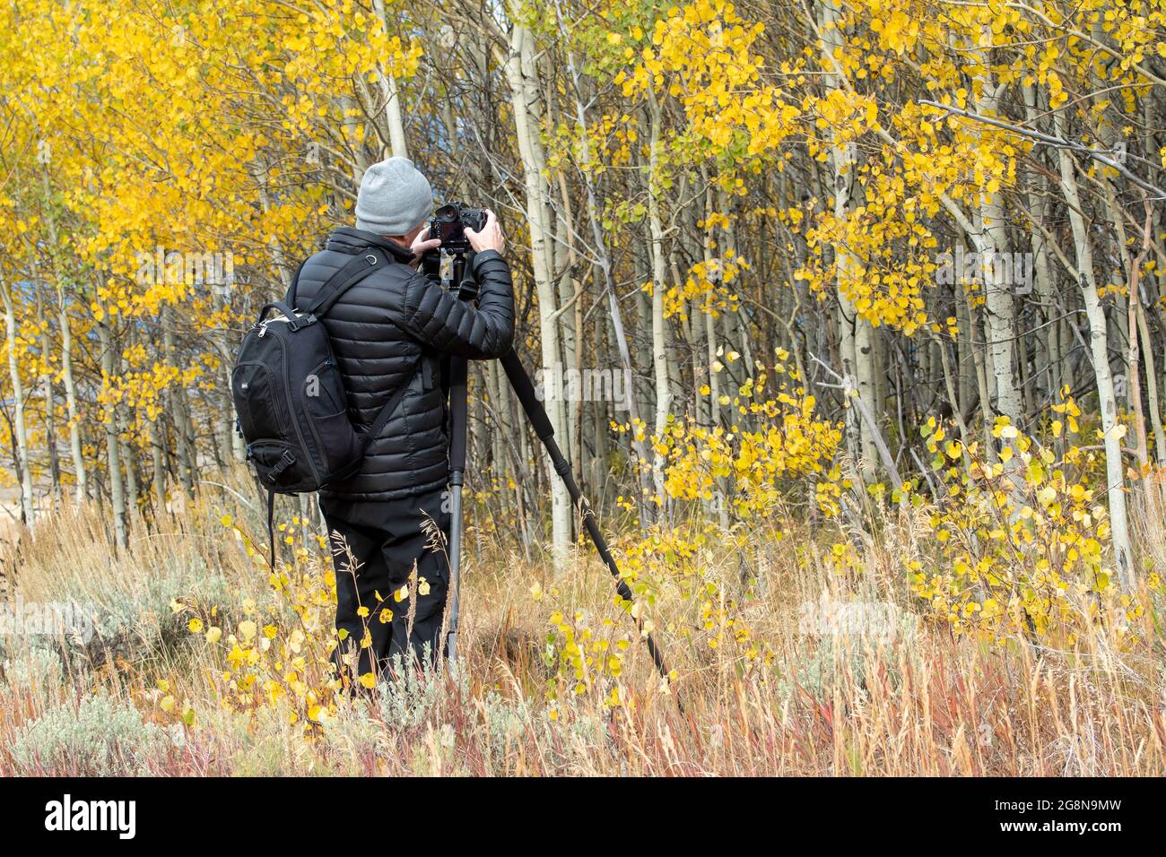 Fotografo tra Aspens in autunno Foto Stock