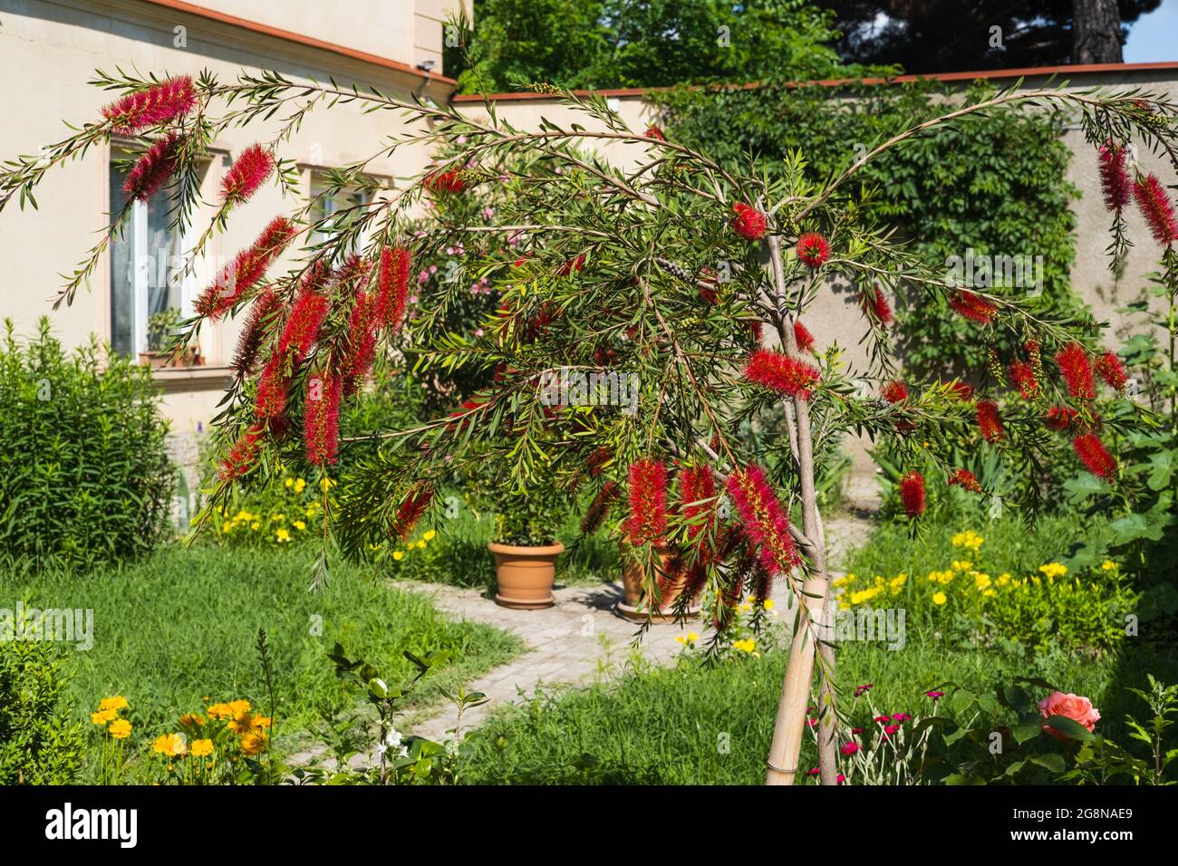 Bellissima pianta di Bottlebrush Blooming. Fiori delicati Callistemon citrinus. Rosso soffici teste di fiori Foto Stock