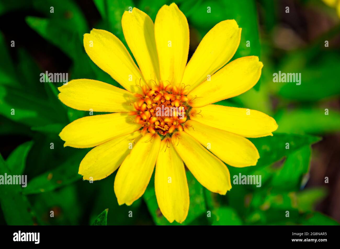 Una margherita gialla fiorisce ai giardini botanici mobili, 17 luglio 2021, a Mobile, Alabama. Il Mobile Botanical Gardens è stato fondato nel 1974. Foto Stock