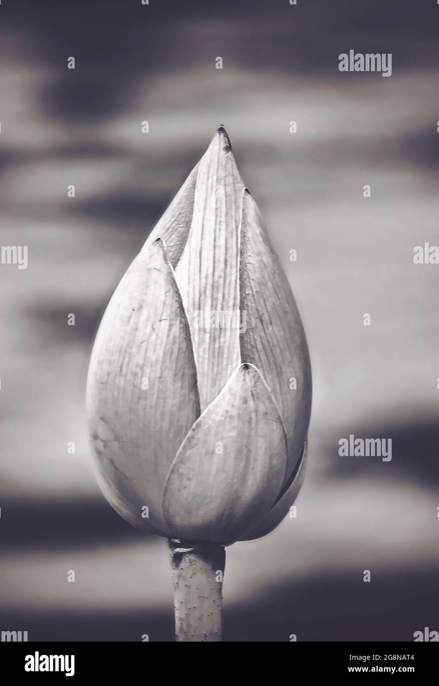 Un germoglio di loto (Nelumbo nucifera) fiorisce nel giardino giapponese di Charles Wood, 20 luglio 2021, in Mobile, Alabama. Foto Stock