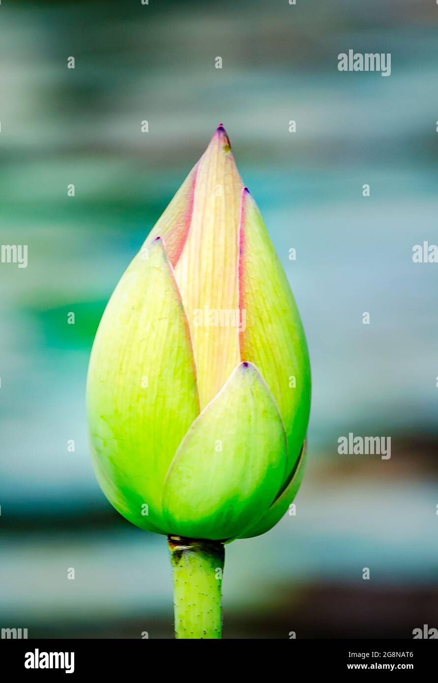 Un germoglio di loto (Nelumbo nucifera) fiorisce nel giardino giapponese di Charles Wood, 20 luglio 2021, in Mobile, Alabama. Foto Stock