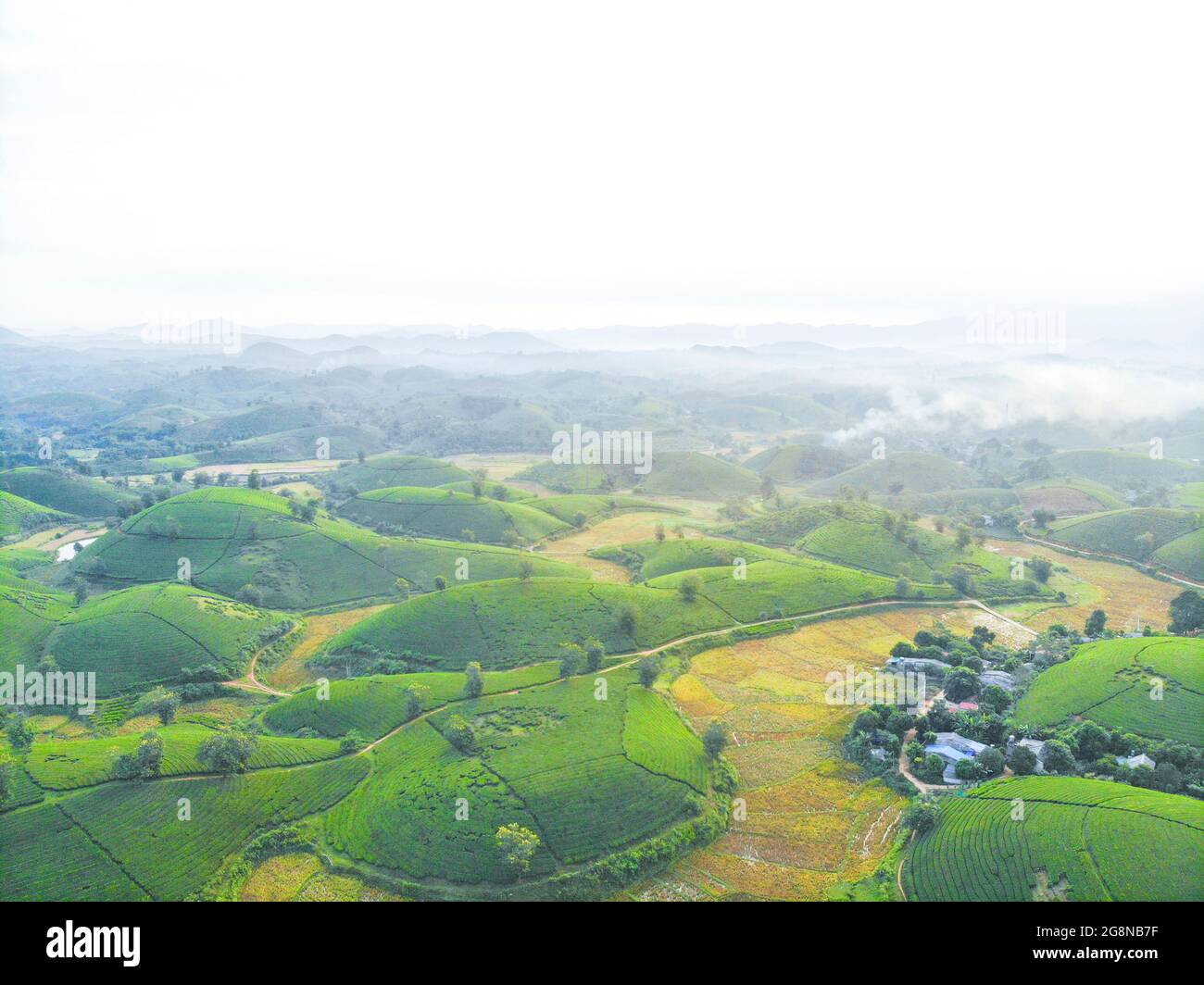 Piantagioni di tè Nizza nella provincia districa di Long Coc Phu Tho nord Vietnam Foto Stock