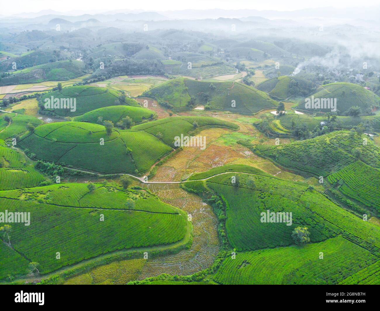 Piantagioni di tè Nizza nella provincia districa di Long Coc Phu Tho nord Vietnam Foto Stock