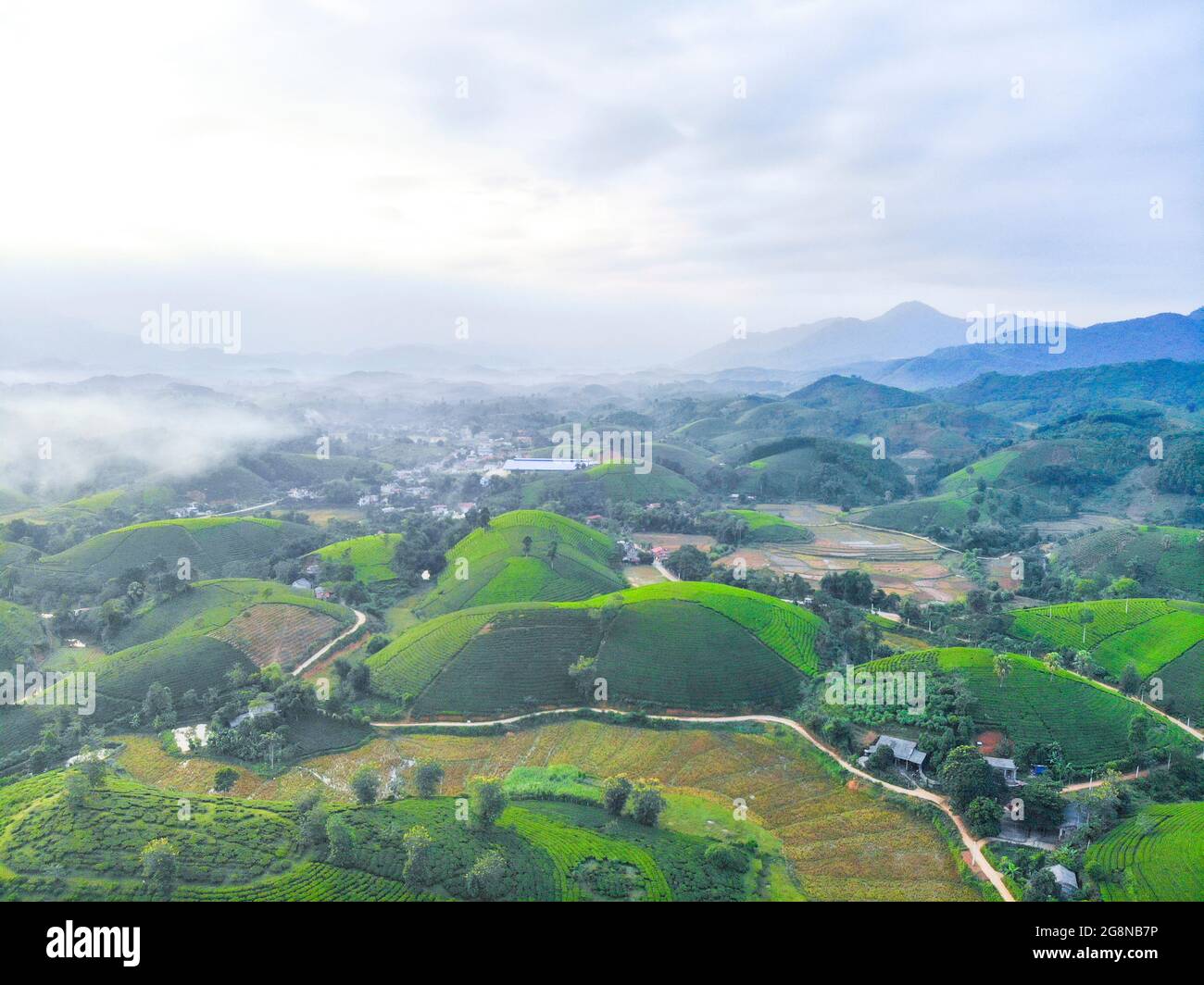 Piantagioni di tè Nizza nella provincia districa di Long Coc Phu Tho nord Vietnam Foto Stock