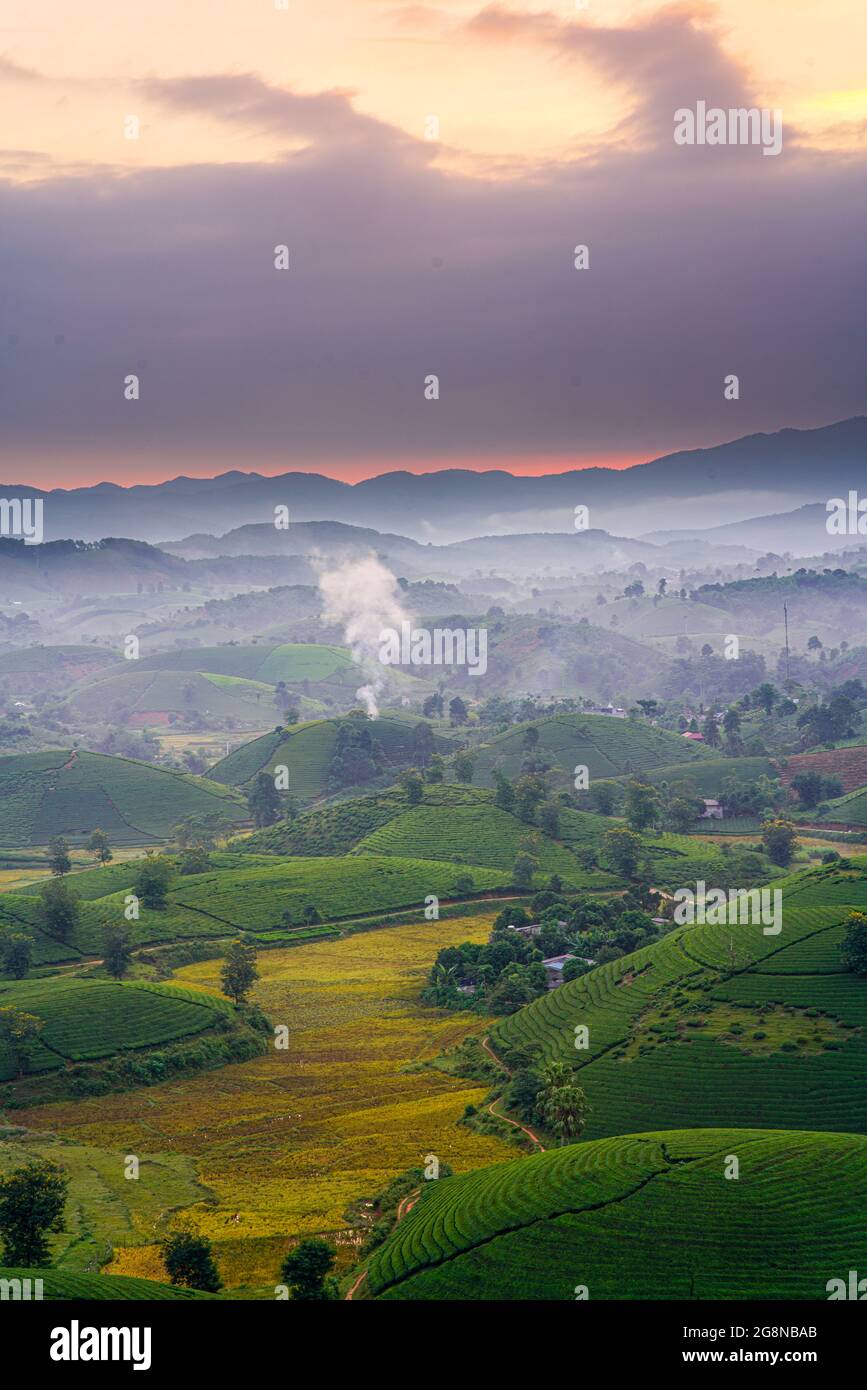 Piantagioni di tè Nizza nella provincia districa di Long Coc Phu Tho nord Vietnam Foto Stock