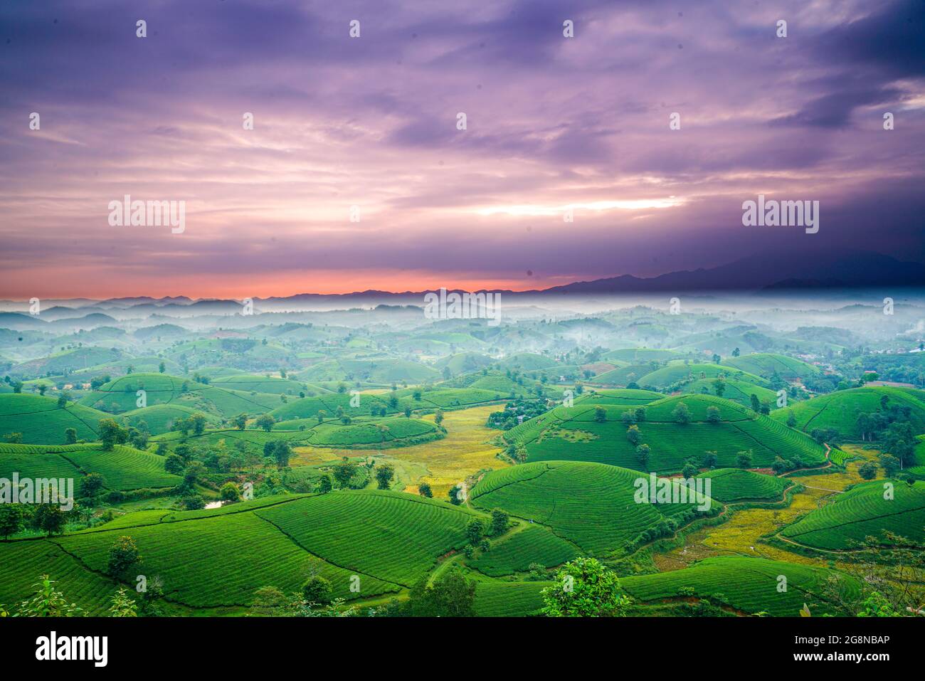 Piantagioni di tè Nizza nella provincia districa di Long Coc Phu Tho nord Vietnam Foto Stock