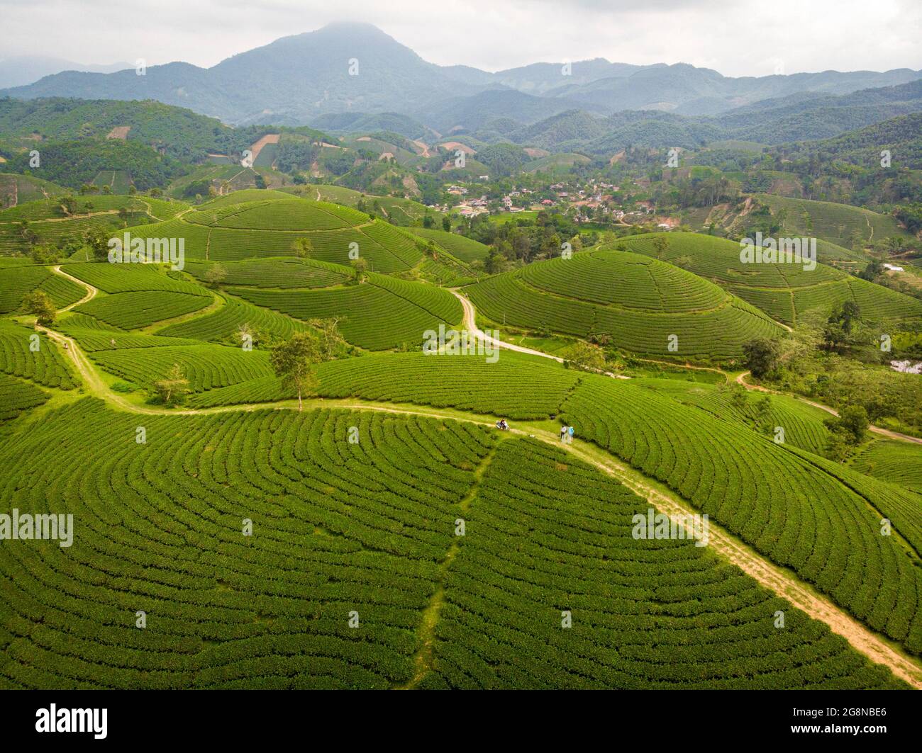 Piantagioni di tè Nizza nella provincia districa di Long Coc Phu Tho nord Vietnam Foto Stock